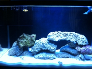 20 gal fowlr