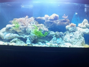 my tank 2 days after cycle witch was about 6 months ago