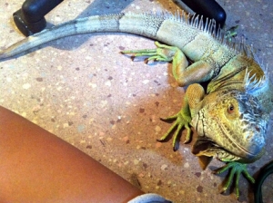 My precious baby Leviathan, he is such a momma's boy
