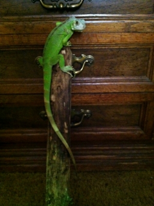 Little Arokh is growing fast!