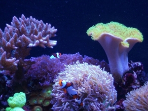 neon green sarcophyton