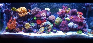 75 gallon