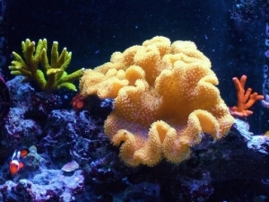 yellow fiji, green digitata