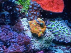 orange crush echinata, red chalice
