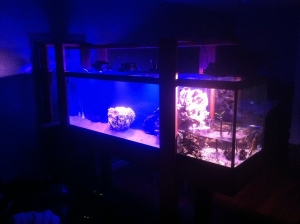 125 gallon split tank with waterfall and mangrove lagoon.. I apologize for the horrible photos more to come soon!