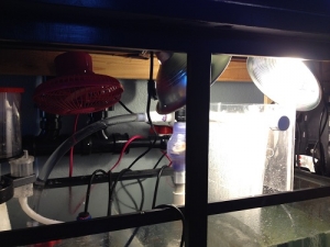 ats in sump (before lights were lowered)