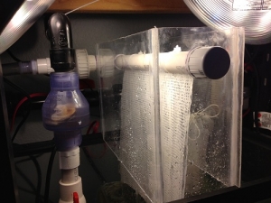 Algae turf scrubber close view (in sump)