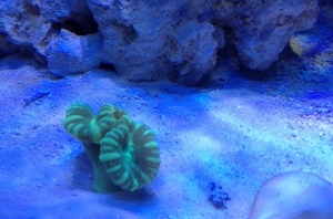 candycane