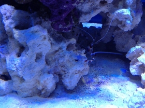 coralbanded