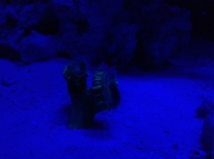 nightcandy