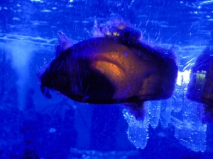 I just got my baby bamboo shark egg and here he/she is!!!!! I will be keeping a daily journal and pictures. Can't wait for the big day. In this pic you see baby inside the egg being highlighted by an led flash lite. If one day you wake up and decide you n
