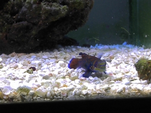 This is one of my favs--- my mandarin dragonet