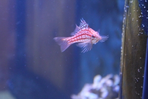 longnose hawkfish