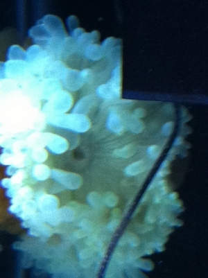 green bta