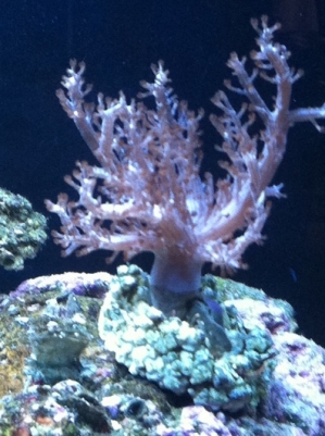 kenya tree coral