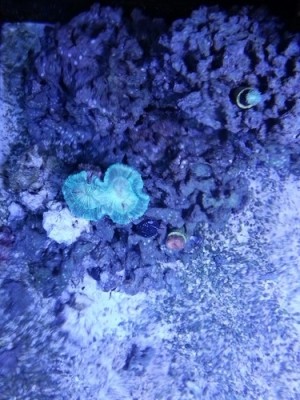 new coral