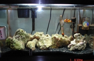 This is my current set up.  Its a 10 gallon tank with about 7 pounds of live rock, 50 watt heater, hob filter, and a small power head to keep the water moving.  

I only have one fish at the moment, Navistar the Ocellaris clownfish!