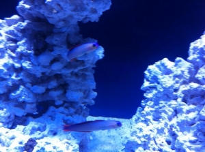 Purple Firefish pair  11/14/12
