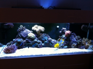 Tank 1