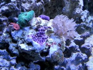Frag piece