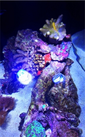Top view: goby helps the leather toadstool grow some polyps.