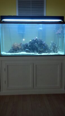 setting up my new tank