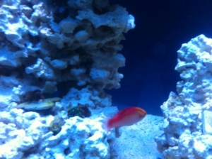 IMG 3286 zpsad938739[1]