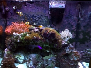 0 (3) This picture of my aquarium was taken on 1-5-13. I started the aquarium 3 years ago when I got it as a Christmas present from my bf.