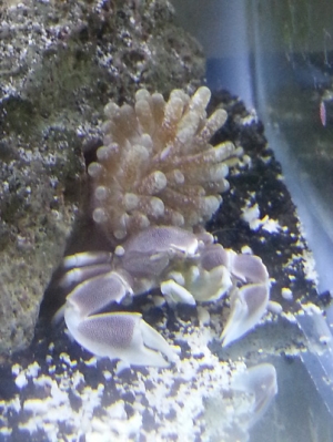 Porcelain Anemone crab and his BTA