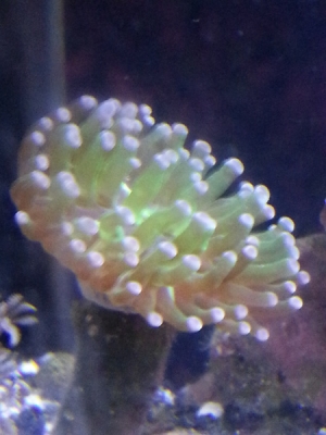 hammer coral