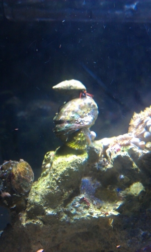 hermit crab riding a snail whos riding a snail haha