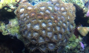 zoas