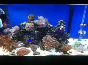 10 gallon nano reef