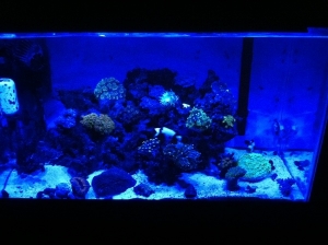 10 gallon nano reef at night