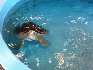 Sea turtle in rehab (previous work)