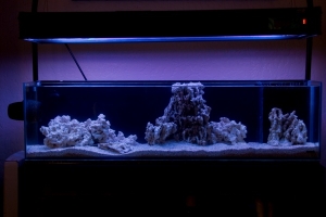 Display Tank 0032