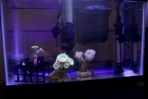 Temp Tank 0031