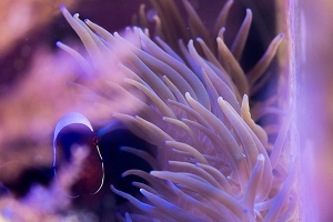 Maroon Clown and Sebae Anemone in my 55g