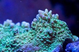Montipora frag in my 55g