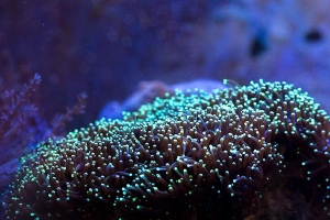 Glaxea in my 55g