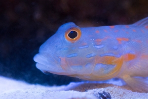 Diamond Goby in my 55g