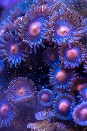 Some zoas in my 55g
