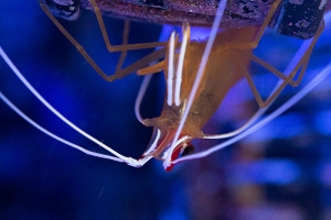 Cleaner shrimp in my 55g