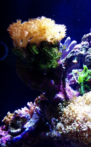 Feather Star