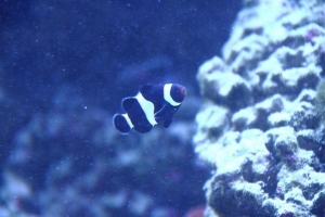 black clown