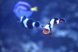 clowns