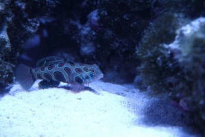 mandarin