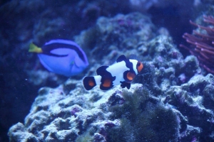 dori and clown