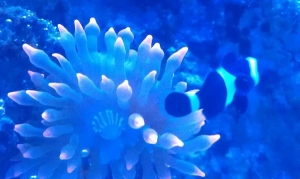 Nem