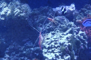 shrimps